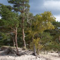 Трое :: Валерий Пославский