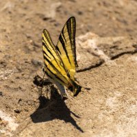 Бабочка :: Игорь Сикорский Бабочка :: Игорь Сикорский