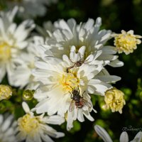 "Пригрелись. Конец сентября"© :: Владимир Макаров