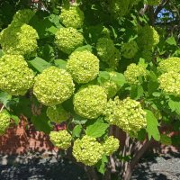 май :: Елена Шаламова