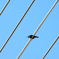 Нектарник :: Аркадий Басович