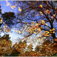 Визитка осени... :: Aleksandr Gal