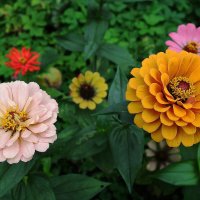 Циния :: Рита Симонова