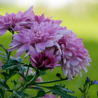 Хризантема :: Oleg S