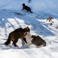 Мартовские разборки :: Владимир Иванович