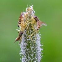 Краски лета. :: Алексей Трухин