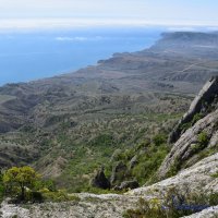 Природа Крыма :: Amazing Cosmea