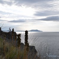 Природа Крыма :: Amazing Cosmea