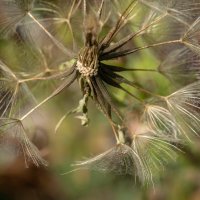 Из одуванчиков... :: Николай Гирш