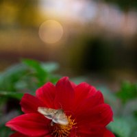 Мотыль :: Екатерина Мацола Мотыль :: Екатерина Мацола