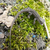 Ящерица прыткая :: Елена Елена Ящерица прыткая :: Елена Елена