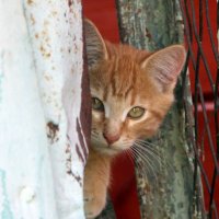 ,,Кто там?,, :: жанна нечаева