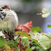 пернатые в городе :: Олег Лукьянов