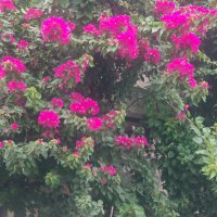 Бугенвиллея :: Ирэн Бугенвиллея :: Ирэн