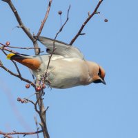 Свиристель :: Виктор Иванович Чернюк