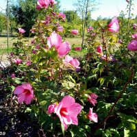 В ростовском экопарке Первая миля :: Нина Бутко