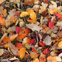 Осенний ковер из листьев дуба и груши :: Наиля 