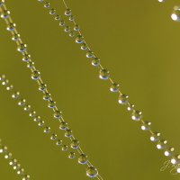 *** :: Елена Kазак (selena1965) *** :: Елена Kазак (selena1965)