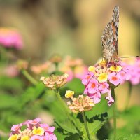На цветке - трапезничает. :: Оля Богданович