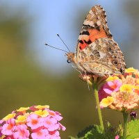 С усиками. :: Оля Богданович