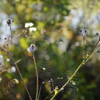 *** :: Надежда Куркина 