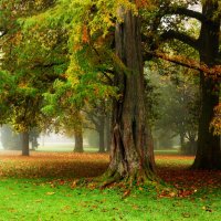 В осеннем парке :: Юрий. Шмаков В осеннем парке :: Юрий. Шмаков