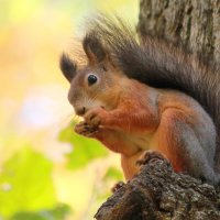 Красотка :: Ната Волга Красотка :: Ната Волга