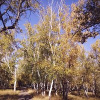 Золото осени :: Георгиевич 