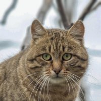 Куба :: Светлана Ищенко