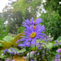 цветок :: марта Камушкина