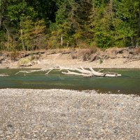 РЕКА Кубань И ДЕРЕВЬЯ :: Игорь Сикорский