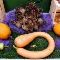 Чудо - свёкла во главе стола. :: Татьяна Помогалова