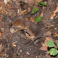 Малая бурозубка :: Лина 