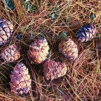 Падают шишки кедровые :: Людмила Смородинская