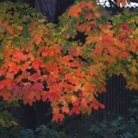 Краски осени :: Людмила Смородинская