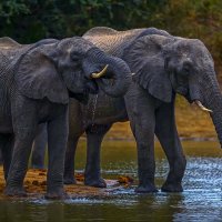 Африканские слоны :: Aleksey Afonin