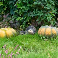 Осень на подходе :: Анна Самара