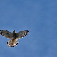 Пустельга... :: Николай Саржанов