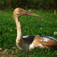 Малыш стерх :: kolyeretka 