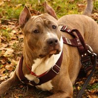 Мой знакомый :: kolyeretka Мой знакомый :: kolyeretka