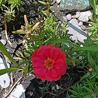 Цветы. :: Владимир Драгунский