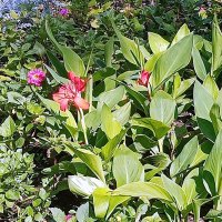 Цветы. :: Владимир Драгунский