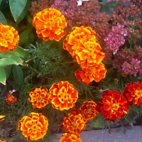 ***** :: Елена Семигина