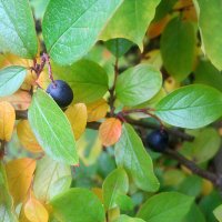 Осеннее :: Елена Семигина