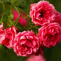 Доброе утро! :: Юрий. Шмаков Доброе утро! :: Юрий. Шмаков