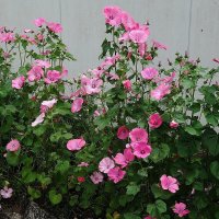 Мальва лаватера :: Рита Симонова