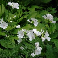 Мальва мускусная :: Рита Симонова