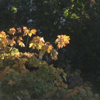 Отдельные мазки осени :: олег свирский 