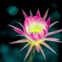 Цветение кактуса :: Игорь Хижняк