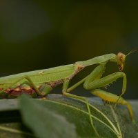 Богомол... :: Александр Посошенко